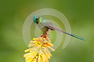 Hummingbird Long-tailed Sylph eating nectar from beautiful yellow strelicia flower in Ecuador. Bird with bloom. Wildlife Ecuador.