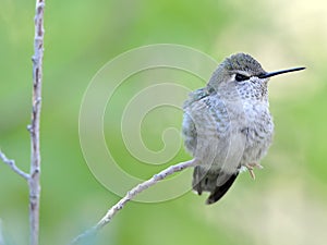 Hummingbird, lucifer female,phoenix,arizona,usa