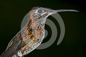 Hummingbird, Maquipucuna Cloudforest Reserve, Ecuador photo