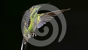 Hummingbird, Maquipucuna Cloudforest Reserve, Ecuador photo