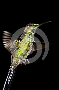 Hummingbird, Maquipucuna Cloudforest Reserve, Ecuador photo