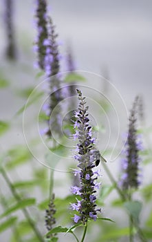 Hummingbird Mint - Agastache - Purple, Eastern Tennessee with pollinator