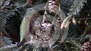 Hummingbird Mom Feeding a Day Old Chicks