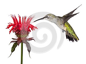 Hummingbird and Monarda photo