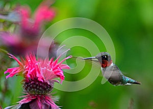 Hummingbird at monarda photo