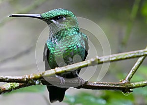 Hummingbird in Monteverde Cloud Forest, Costa Rica. photo