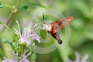 Hummingbird Moth