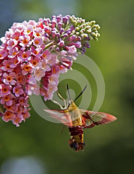 Hummingbird Moth