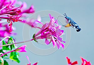 Hummingbird moth