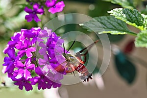 Hummingbird Moth