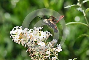 Hummingbird Moth