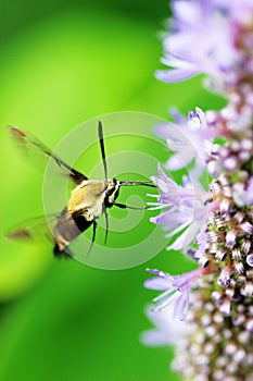 Hummingbird Moth