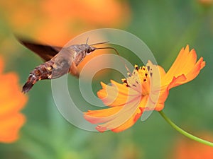 A hummingbird moth.Also called hummingbird hawkmoth,