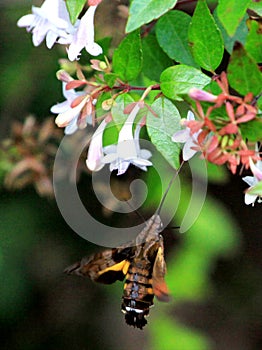 A hummingbird moth.Also called hummingbird hawkmoth,