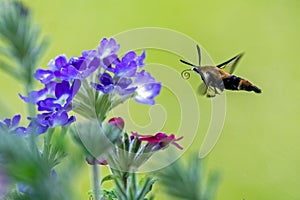 Hummingbird moth attracted to flowers.