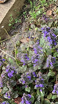 Hummingbird moth collecting nectar on spring flowers