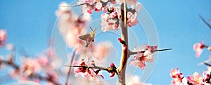 hummingbird moth collecting pollen on a pink blossom,spring theme