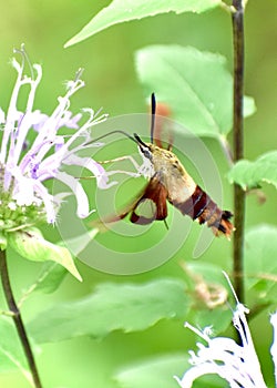 Hummingbird Moth drinking nectar from pink verbalem flowers