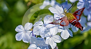 Hummingbird Moth