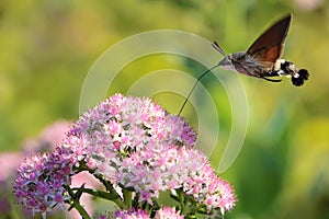 Hummingbird moth