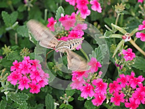 Hummingbird Moth Horizontal