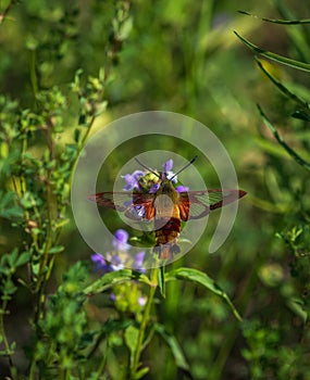 Hummingbird moth hunting for nector photo