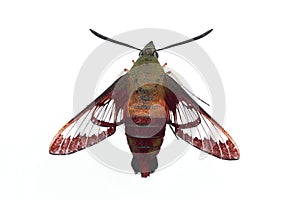 Hummingbird Moth - Isolated