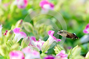 Hummingbird moth and petunia