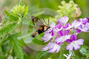 Hummingbird moth pollinating flowers.