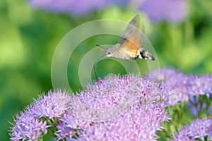 Hummingbird moth