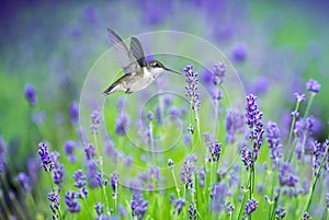 Hummingbird in Motion Surrounded by Purple Lavender Flowers