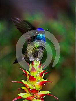 The hummingbird in movement.