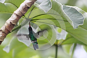 Hummingbird in movement, flying