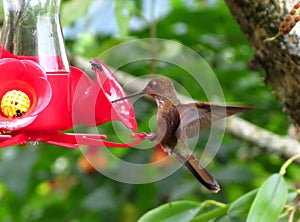 A hummingbird in natural environment