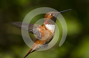 Hummingbird in natural flight