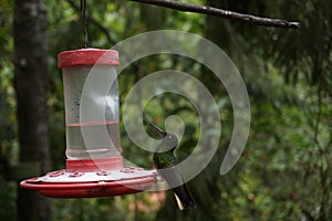 Hummingbird on a nectar feeder close to Valle de Cocora, Cocora Valley, Eje Cafetero, Salento, Colombia photo