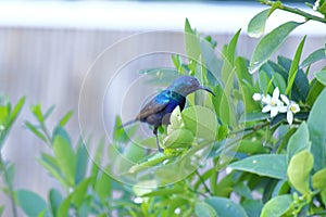 Hummingbird nectary bird in the lemon tree