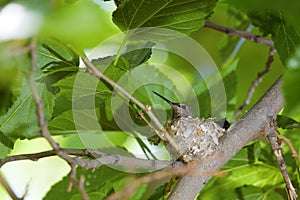 Hummingbird Nest