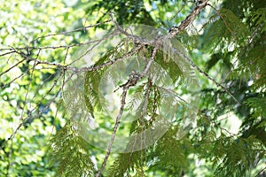 Hummingbird in nest