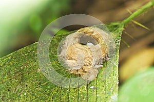 Hummingbird Nest With Egg