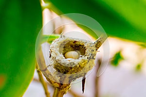 Hummingbird Nest With Eggs