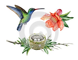 Hummingbird, nest, flower watercolor illustration set. Hand drawn realistic tiny hummingbird, beautiful flower and small