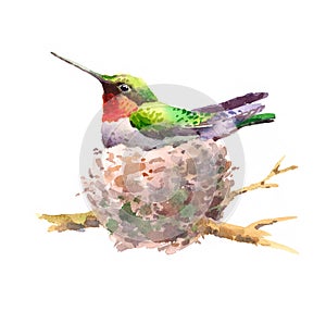 Hummingbird in the Nest Watercolor Bird Illustration Hand Drawn