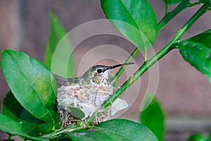 Colibrí anidando 