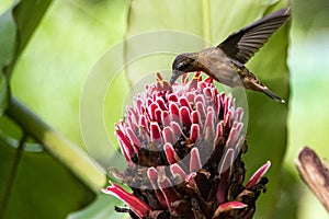 Hummingbird in Nicaragua