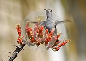 Hummingbird Ocotillo Blossom photo