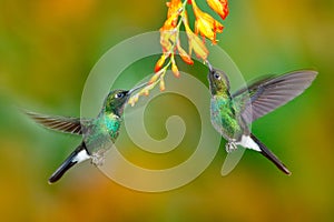 Hummingbird with orange flower. Two flying hummingbird, bird in fly. Action scene with hummingbird. Tourmaline Sunangel eating nec