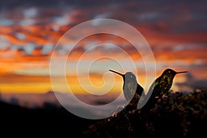 Hummingbird orange sunset. Bird in evening sunset with Talamanca admirable hummingbird, Eugenes spectabilis, portrait of beautiful