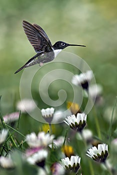 Hummingbird over blurred chamomiles in background