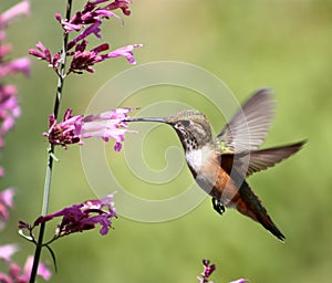 Hummingbird on pentstemon